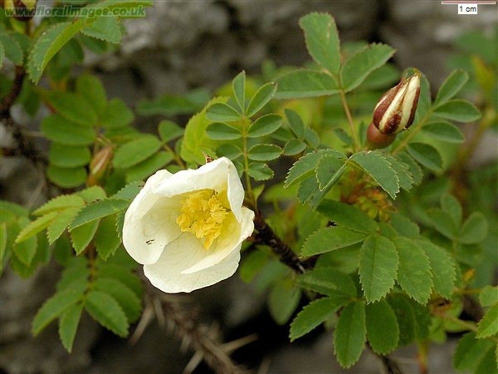 Виды шиповника. Шиповник колючейший Rosa spinosissima. Шиповник колючейший Rosa pimpinellifolia. Роза колючейшая - Rosa spinosissima l.. Rosa pimpinellifolia (= r.spinosissima).