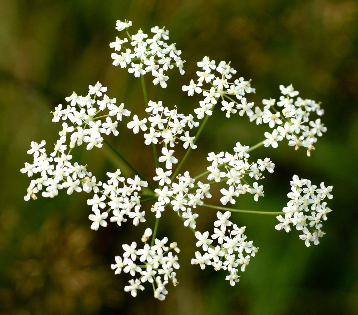 Бедренец камнеломковый — Pimpinella Saxifraga l.