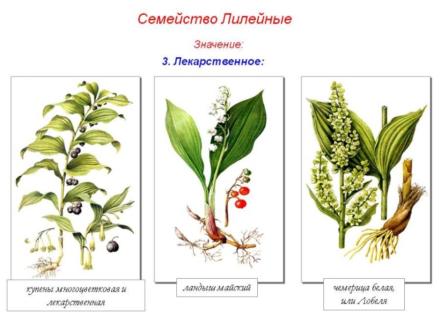 Цветы семейства лилейных фото и названия