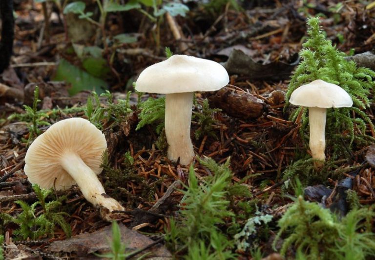 Рядовки грибы фото съедобные и несъедобные как отличить